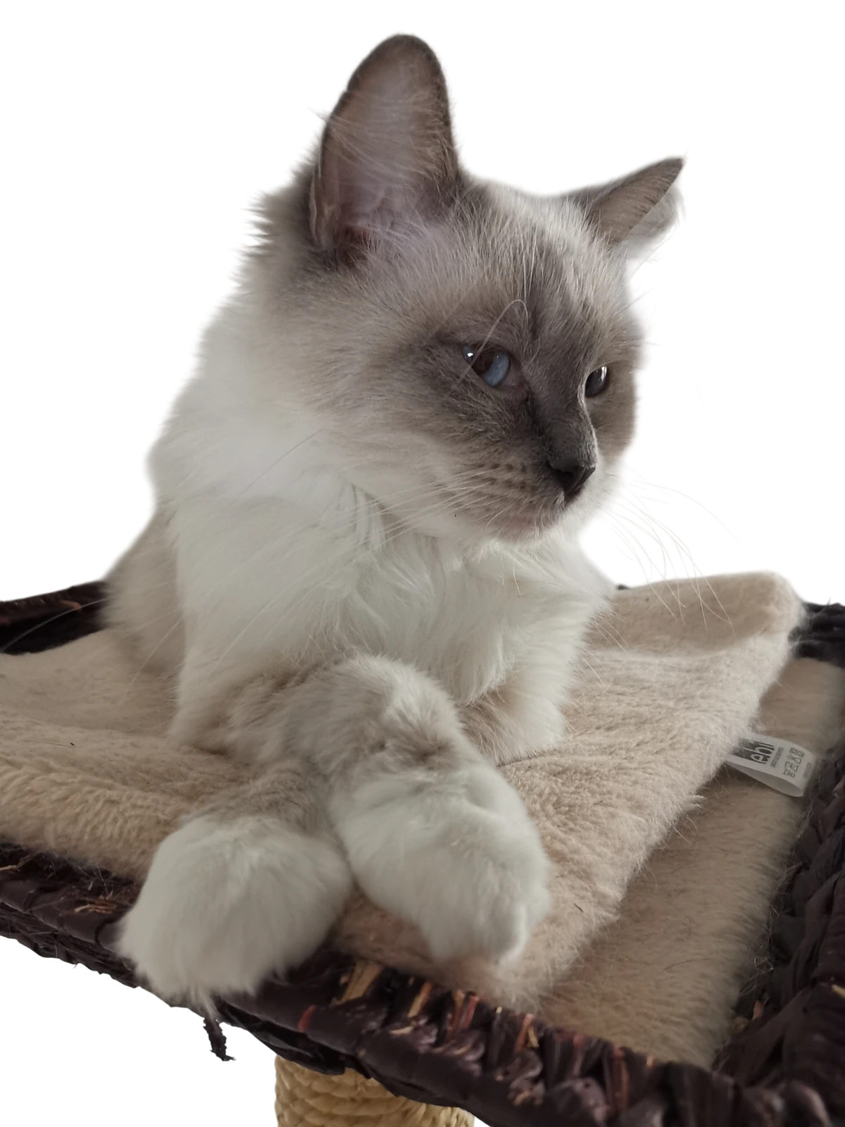 Diva de kat