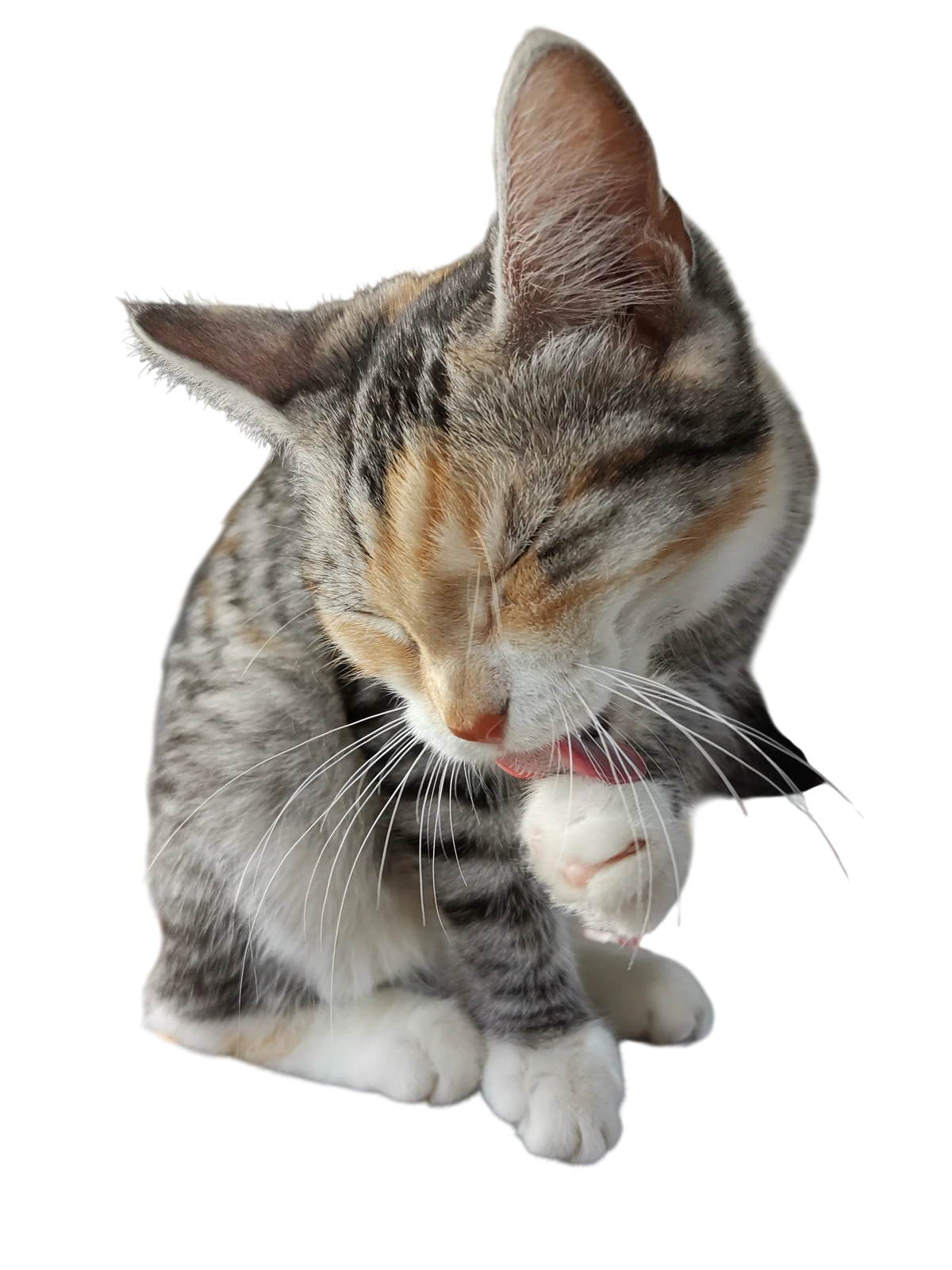 Opal de kat